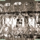 A1051SP-10CC Подвесная люстра Arte Lamp, Nicoletta