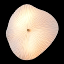 CONTESSA AP2.2 Бра Crystal Lux, Contessa